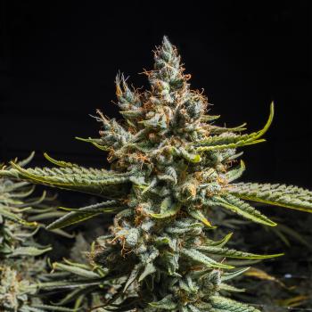 Samen 3x Bruce Banner feminisiert Blow Seeds
